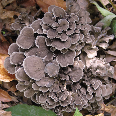 Maitake mushrooms in the wild