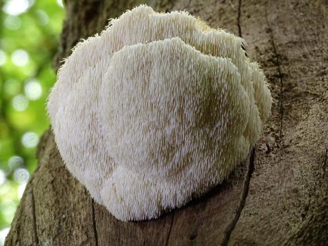 The History and Health Benefits of Lion's Mane Mushroom