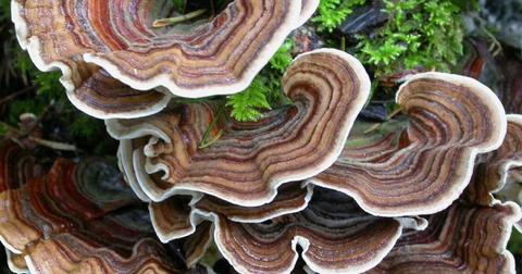 wild turkey tail mushrooms growing on a log