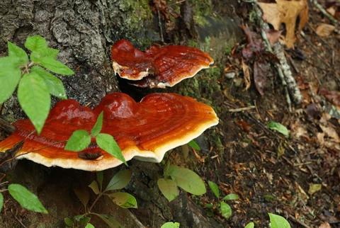 The History and Health Benefits of Reishi