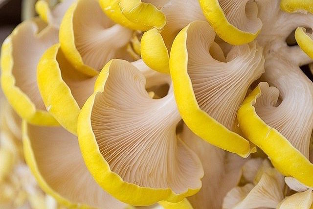 Yellow mushrooms for adaptogens