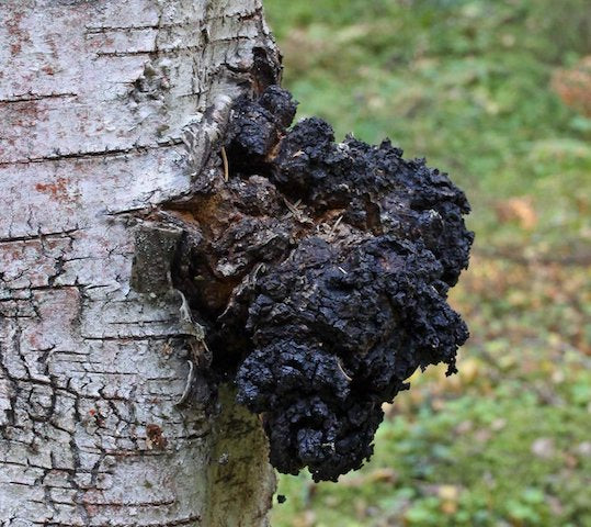 Chaga mushroom growing on the side of a tree in the wild 
